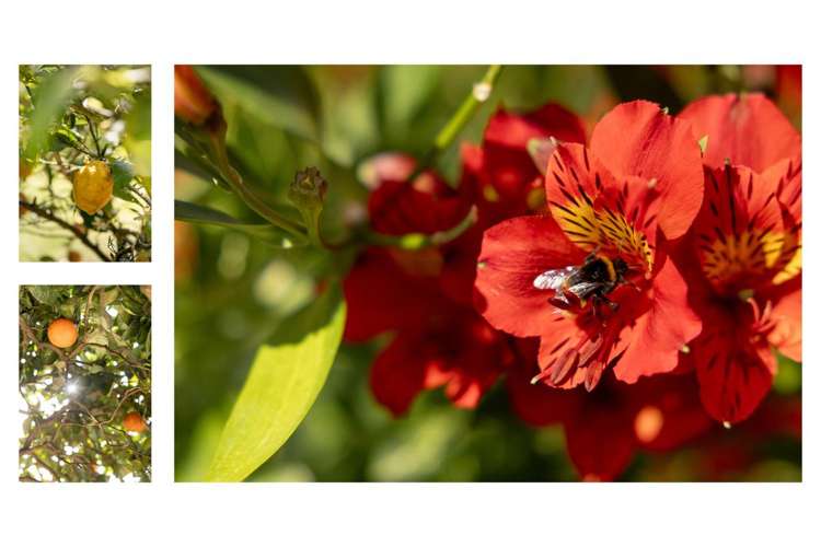 39 Westwood Street Bellevue_24