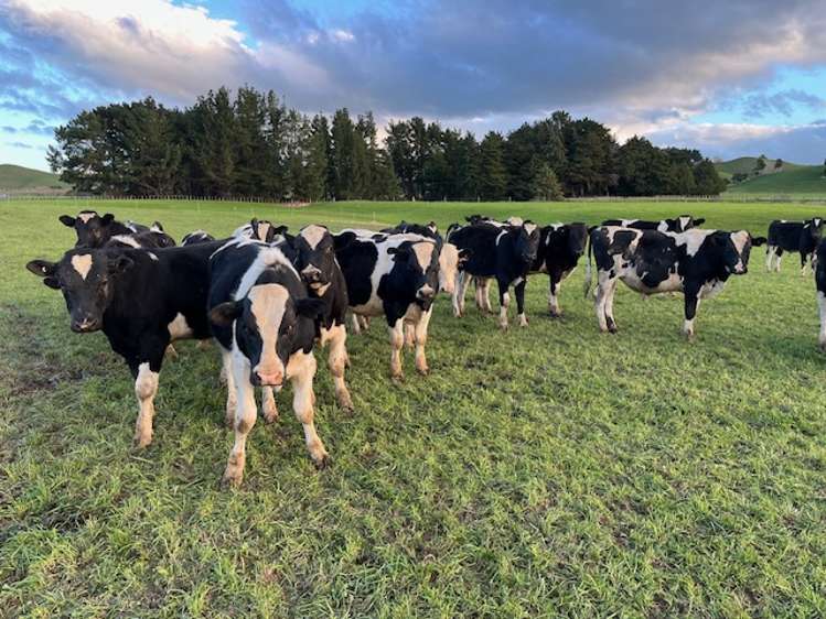 30 Mangahei Road Dannevirke_7
