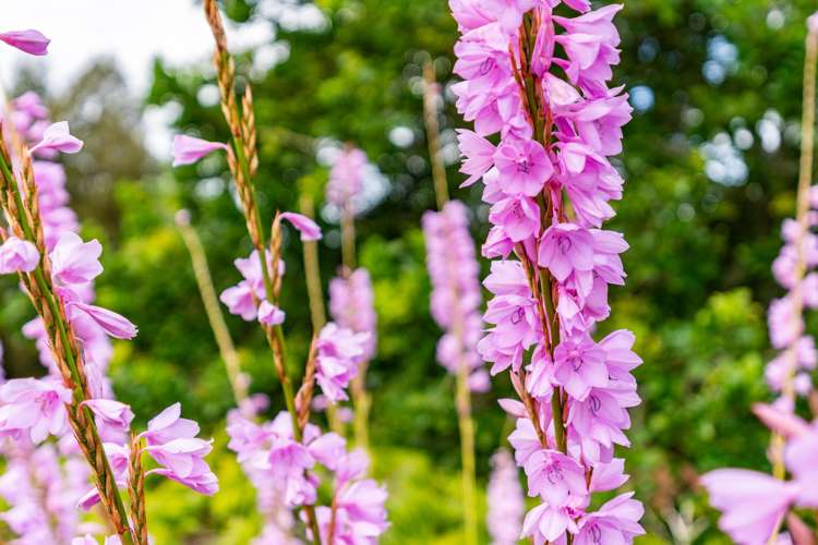 78 Otuhi Road Maungatapere_34