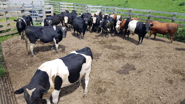 2000 Hillfoot Road Catlins Surrounds_6