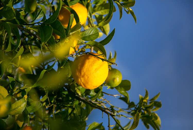 32 Bryce Street Kihikihi_16