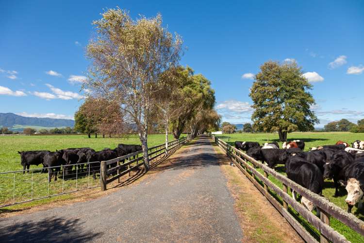 Lot 2/441 Taihoa South Road Matamata_28