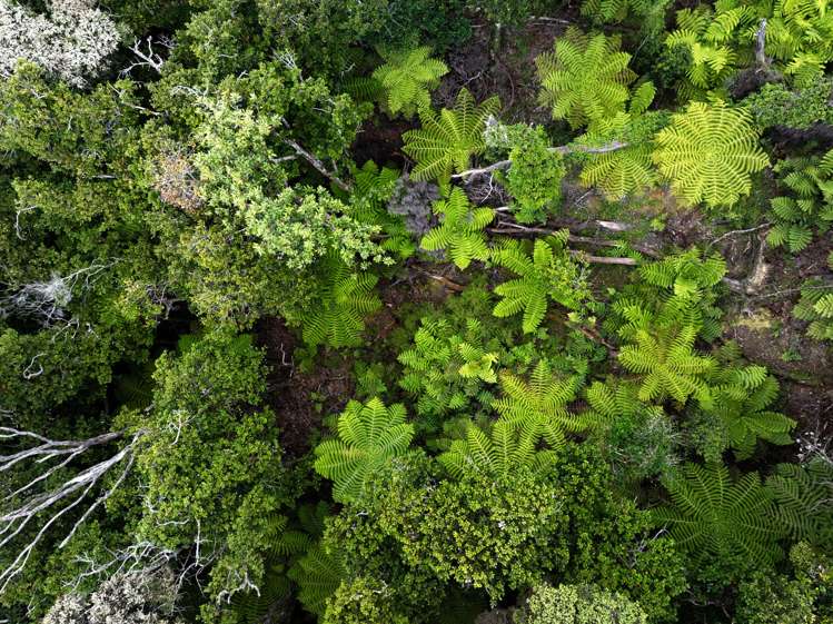 Lot Lot 97 North Cove Kawau Island_14