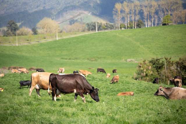 Well Located Dairy Farm