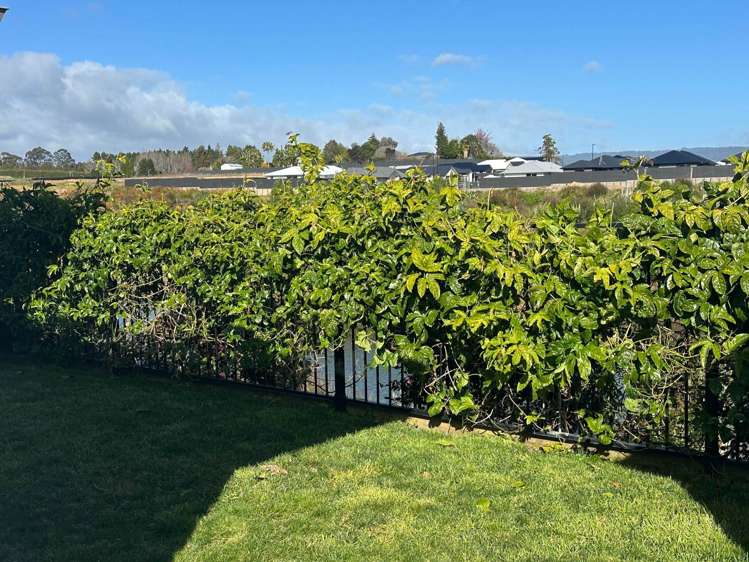 2C Kauri Lane Omokoroa_12