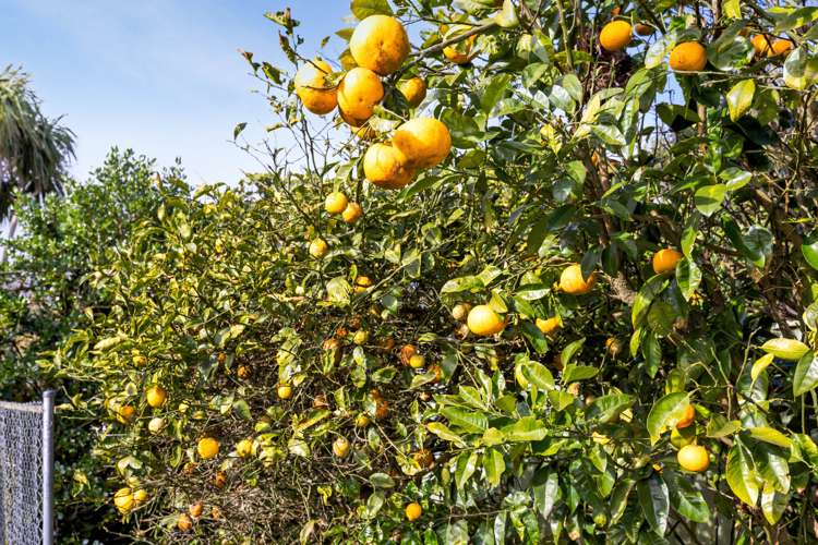 3 Karaka Street Hawera_9