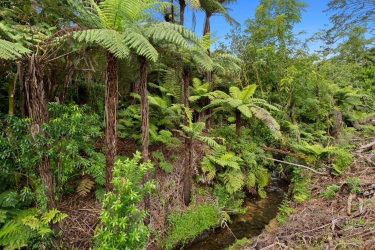 Pine Ridge Lane Aongatete_5