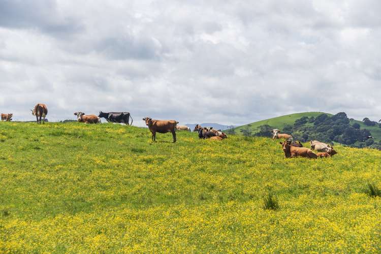 91 Beaver Road Wharehine_10