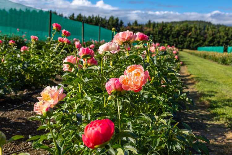 632 Waihopai Valley Road Renwick_8