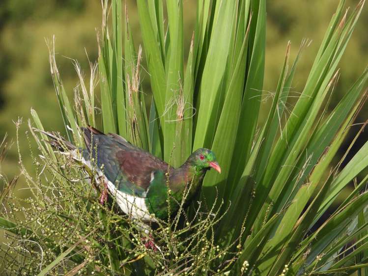 62 Kaitoke Lane Great Barrier Island_15