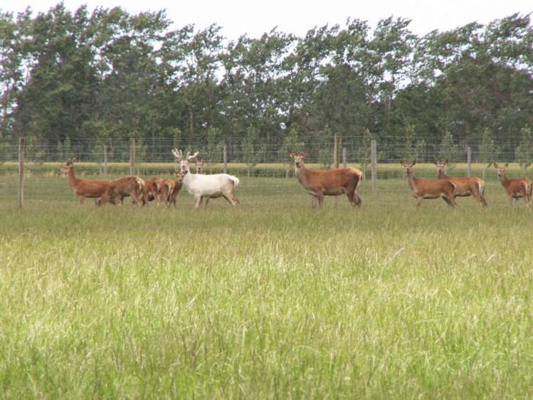 185 Waimarama Road Methven_19