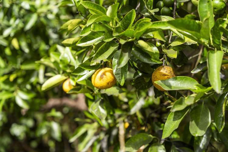 55 Otaihanga Road Otaihanga_15