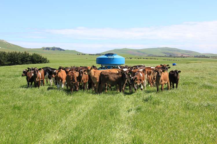 658 Pahia Wakapatu Road Ruahine_11