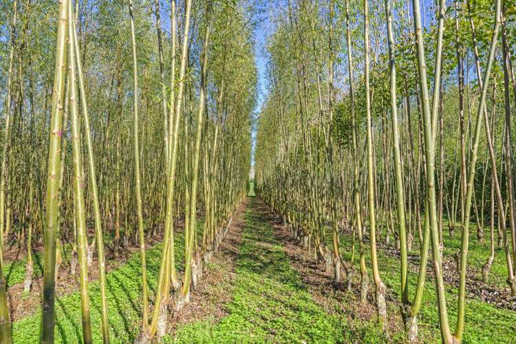 96 Engles Road Shannon_3