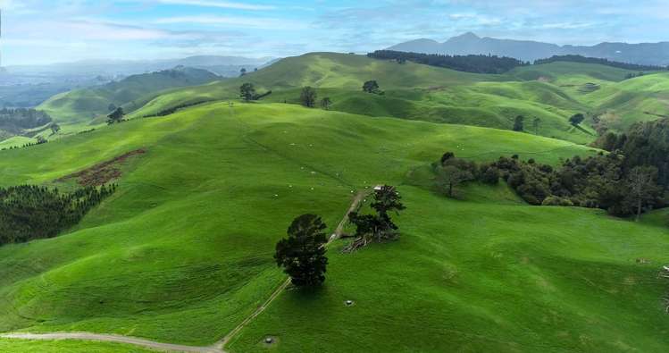 1/494 Dods Road Waikite Valley_19