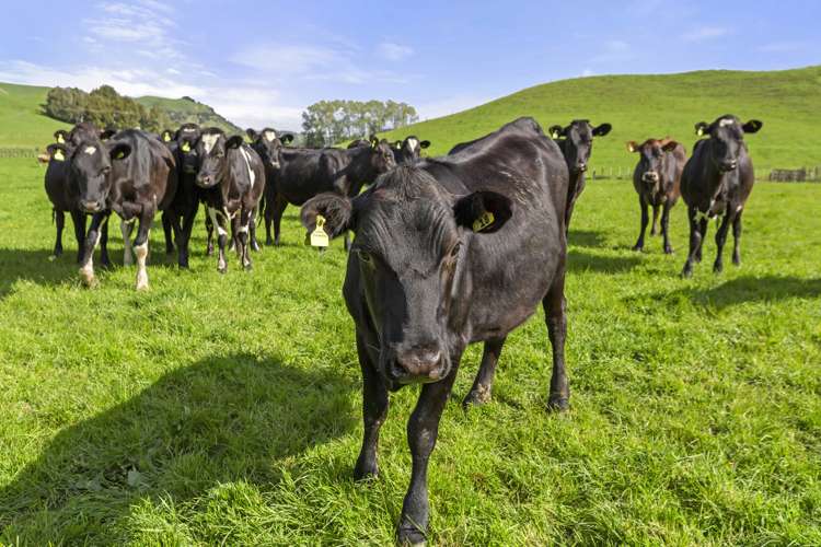 446 Tikitiki Road Te Kuiti_6