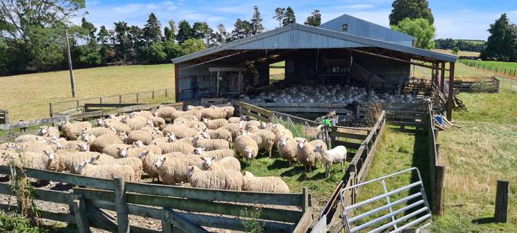 286 Brydone Glencoe Road Gore Surrounds_8