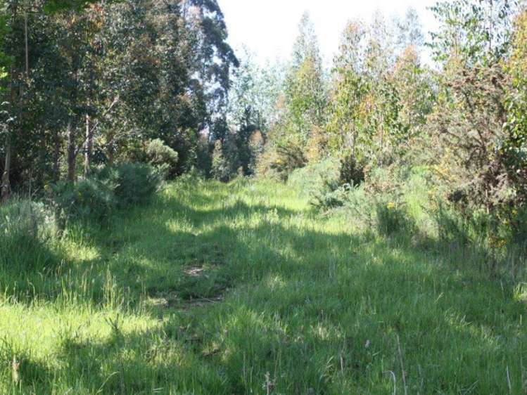 142 Gualter Road Geraldine_8