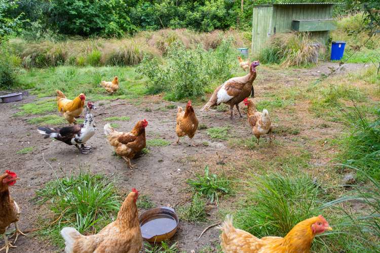 52 Inglis Road Okuku_24