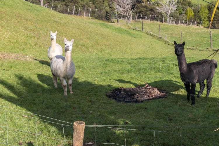 19 Manuka Grove Helensville_16