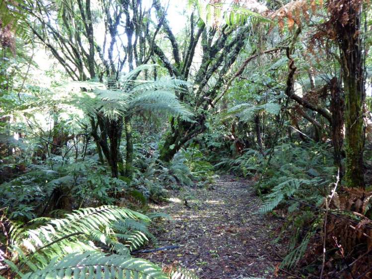 1278 Poihipi Road Oruanui_1