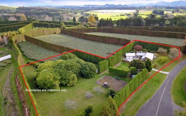 76 Oak Drive Te Puke_1