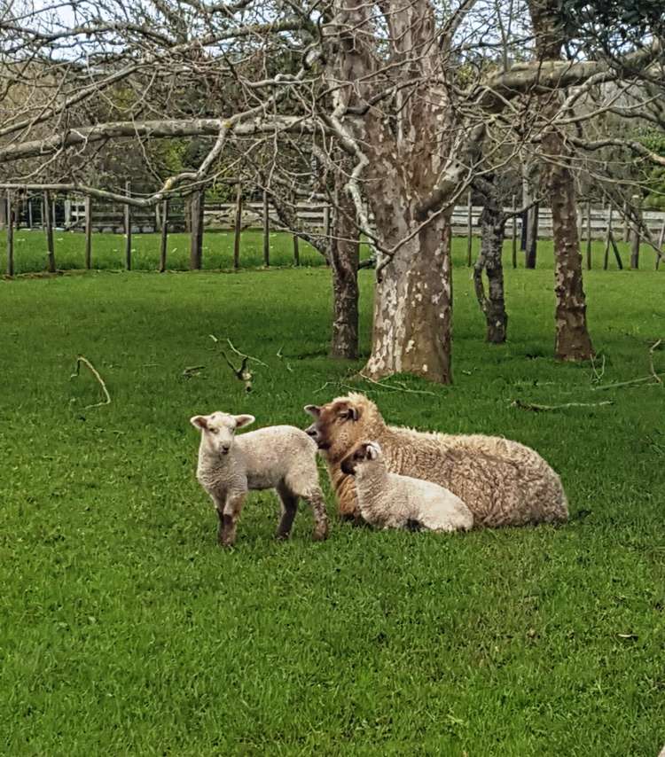 389 Clifton Road Whitford_9