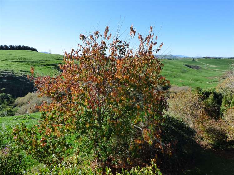 85 Mountain View Road Otorohanga_17