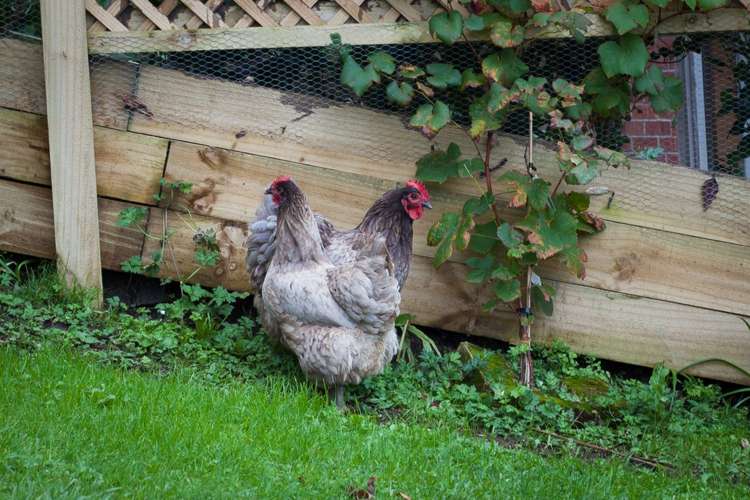 28 Roland Hill Glen Eden_17