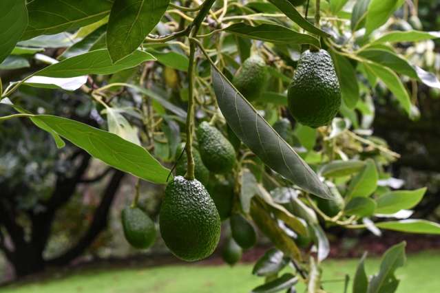 14 Tupelo Place Ohauiti_2