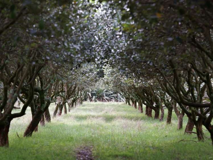 1414 Napier Road Ashhurst_17