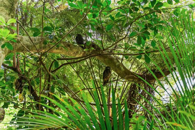 120 Newton Road Maungatapere_22