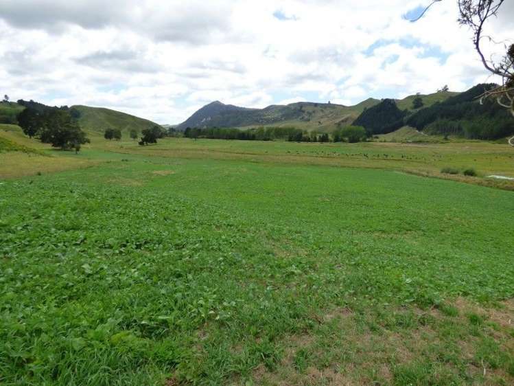 1370 Te Kopia Road Waikite Valley_1