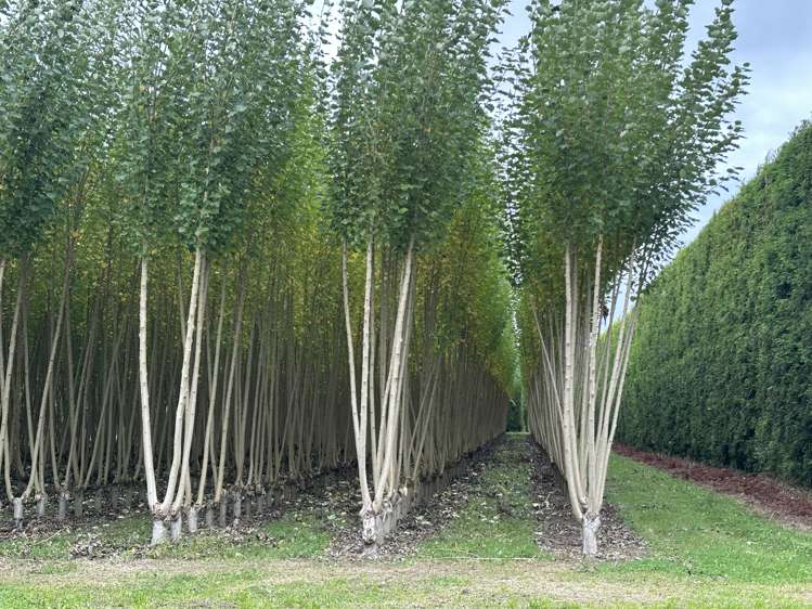 96 Engles Road Shannon_13