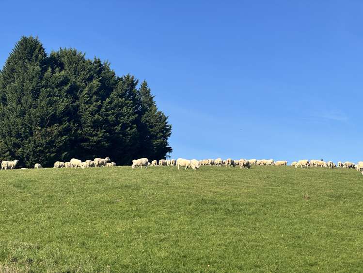 83 Waitahuna Cemetery Road Waitahuna_24