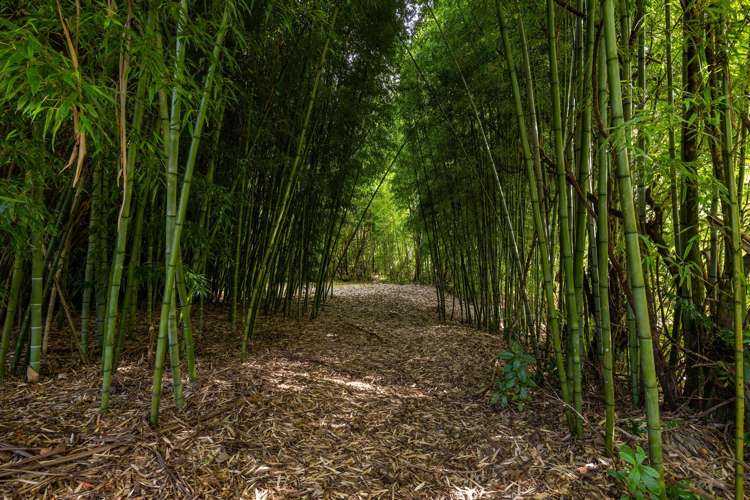 217 Harvey Road Marahau_30