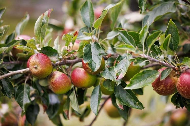 19 Whio Avenue Feilding_24