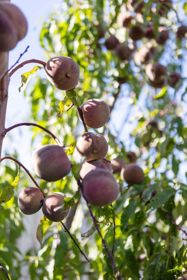 20A Tiora Place Upper Riccarton_28