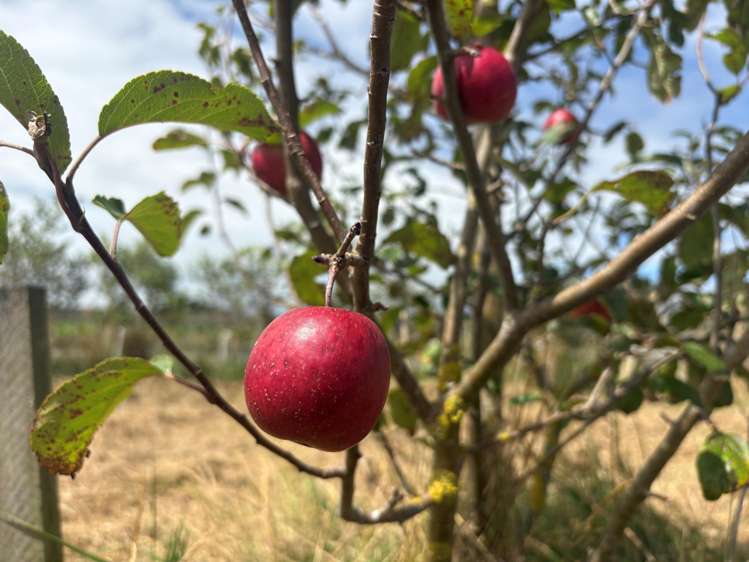 168 Nannestads Line Bunnythorpe_9