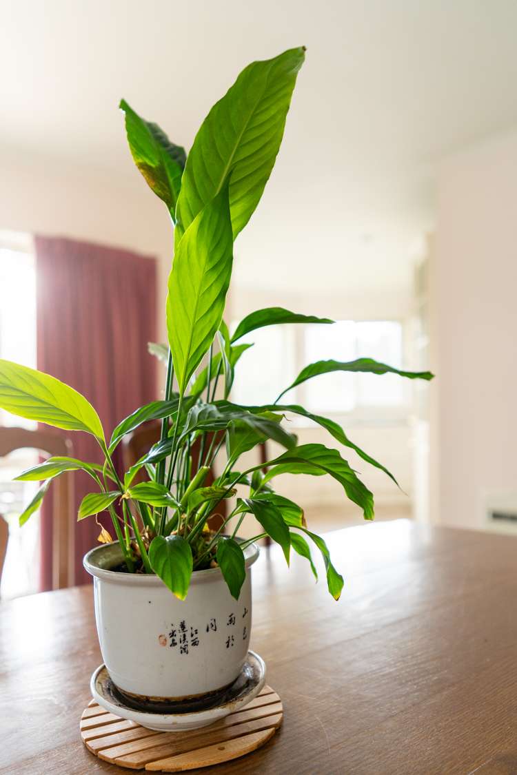 1 Major Aitken Drive Huntsbury_25