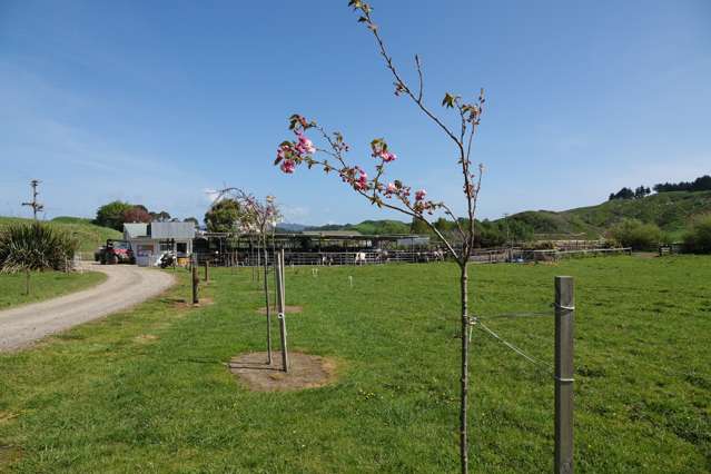 294 Tirohanga Road Opotiki Coastal_1