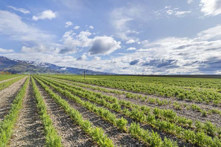 Waikerikeri Valley Road Alexandra_13