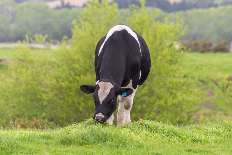 1166 Scargill Valley Road Scargill_5