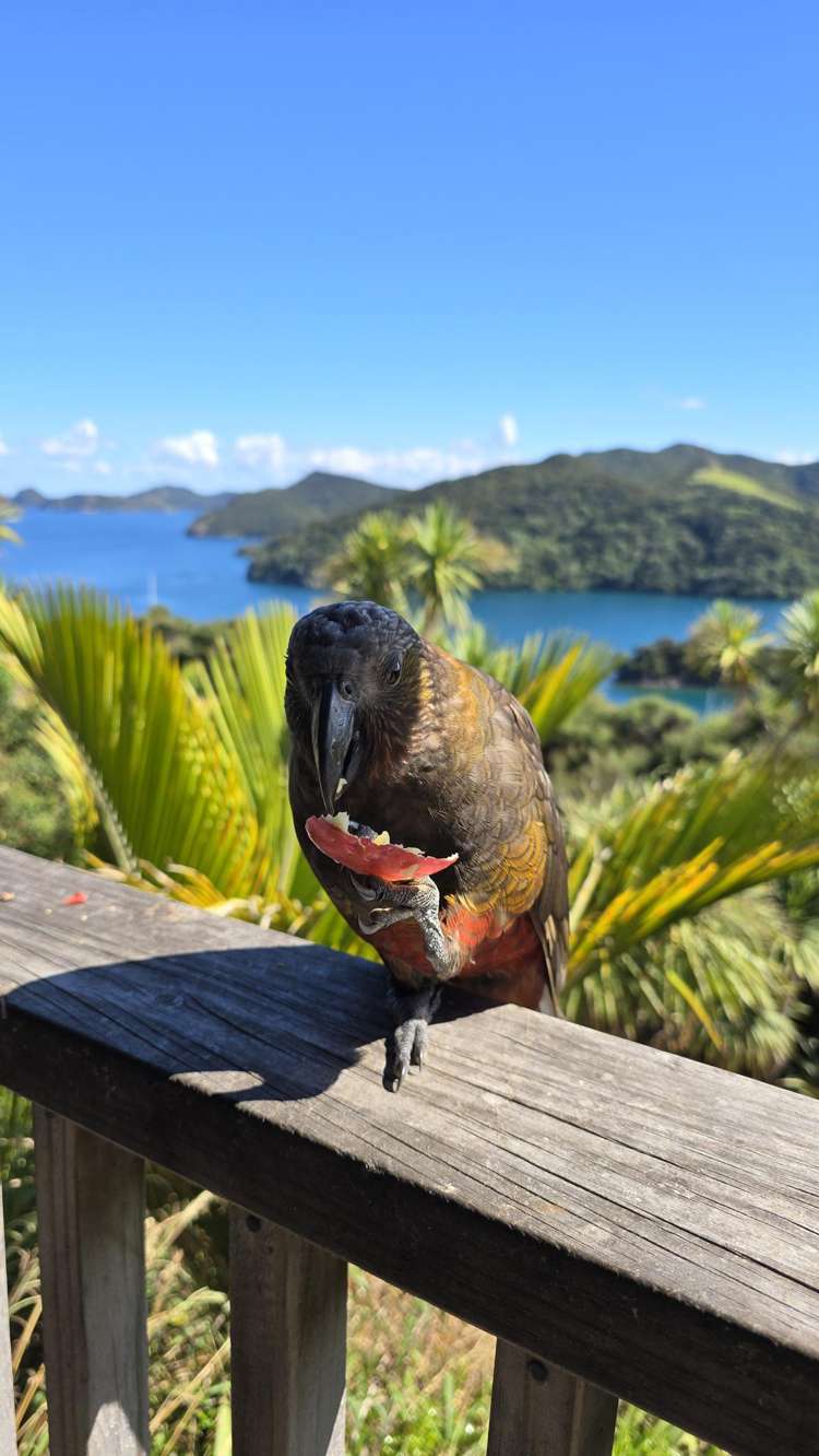 205 Kaiaraara Bay Road Great Barrier Island (Tryphena)_10