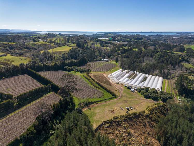 251B Esdaile Road Whakamarama_7