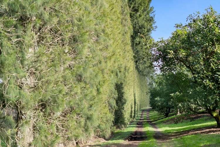 12 Timon Drive Hauraki Surrounds_11