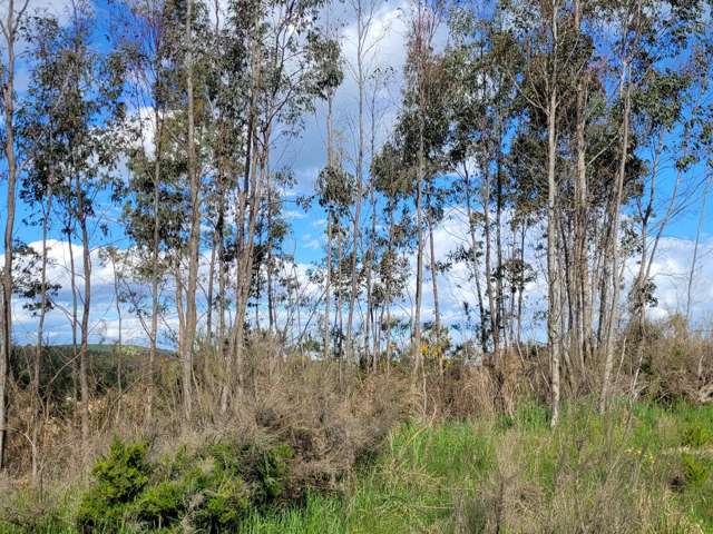 200 Nightcaps Ohai Highway Ohai_4