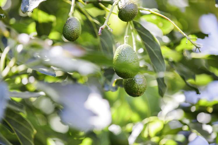 55 Walter Strevens Drive Conifer Grove_14