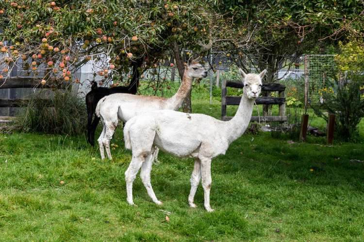 657 Domett Road Domett_25