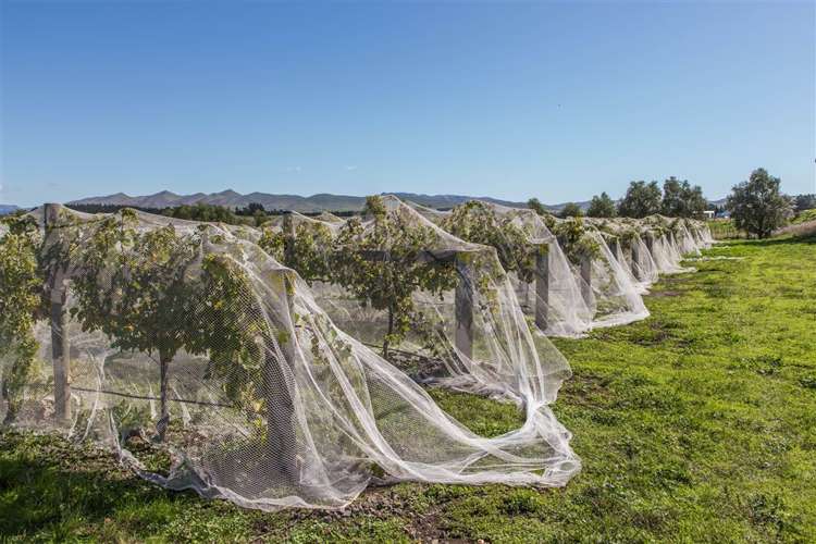 73 Mackenzies Road Waipara_11